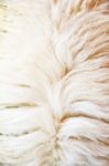 Sheep Wool Background Stock Photo