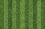 Grass Of Soccer Field Stock Photo