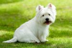 West Highland Terrier Stock Photo