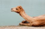 Camel Resting By Pool Stock Photo