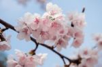 Cherry Blossom With Soft Focus, Sakura Season Background In Spring Stock Photo