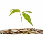 Tree And Coin On An Isolated White Background Stock Photo