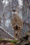 Picture With A Deer Looking Straight Stock Photo