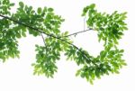 Green Leaves Isolated On White Background Stock Photo