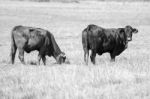 Country Cows Stock Photo