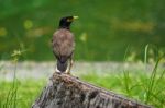 Mynah And Garden Stock Photo