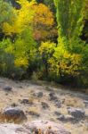 Autumn Scenery With Yellow, Green And Red Shinning Leaves In Fall In The Forest Stock Photo