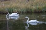 Trumpeter Swan Stock Photo