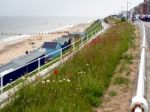 British Wildflowers Near The Beach At Southwold Stock Photo