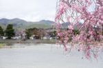 Sakura Cherry Blossom Stock Photo