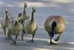 Image Of A Crazy Family Of Canada Geese On A Road Stock Photo