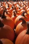 Pumpkins On Pumpkin Patch Stock Photo