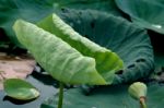 Lotus Leaf Stock Photo