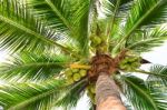 Coconut Palm Tree Stock Photo