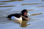 Tufted Duck (aythya Fuligula) On The Water At Warnham Nature Res Stock Photo