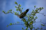 Pigeon Sitting On Tree Branch Stock Photo