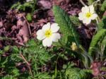 Primula Vulgaris Stock Photo