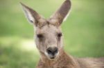 Kangaroo Outside Stock Photo