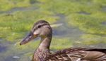 The Close-up Of The Mallard Stock Photo