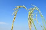 Paddy Rice Stock Photo