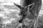 Kangaroo Outside During The Day Stock Photo