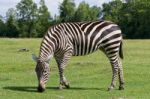 Zebra Is Going Through The Grass Field Stock Photo