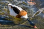 Common Shelduck (tadorna Tadorna) Stock Photo