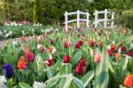 Various Colored Tulips With White Bridge Stock Photo