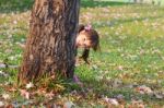 Asian Girl Stock Photo