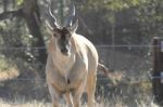 American Elf-cervus Elaphus Roosvelt Stock Photo