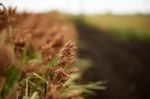 Field Of Australian Sorghum Stock Photo