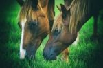 Horse In The Countryside Stock Photo