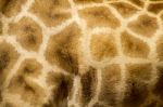 Skin Texture Of A Giraffe Stock Photo