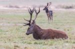 The Deer Of Richmond Park Stock Photo