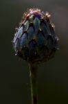 Centaurea Composite Violet Flower Stock Photo