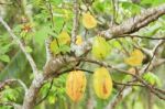 Starfruits Stock Photo