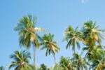 Coconut Palm Trees Stock Photo