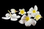 Group Of Plumeria Stock Photo