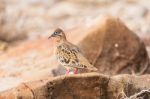 Galapagos Dove In Espanola Island Stock Photo