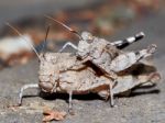 Mating Grasshoppers Stock Photo