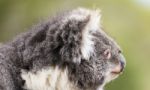 Koala By Itself In A Tree Stock Photo