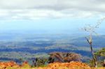 From Andes To Amazon, View Of The Tropical Rainforest, Ecuador Stock Photo