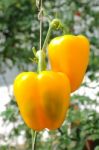 Yellow Paprika Stock Photo