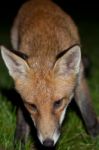 Wild Red Fox Stock Photo