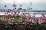 Mallow Growing Behind A Stone Wall Holy Island Of Lindisfarne Stock Photo