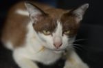 Brown Cat Looking Something And Black Background Stock Photo