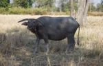 Water Buffallo Stock Photo