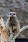 Slender-tailed Meerkat (suricatta Suricatta) Stock Photo