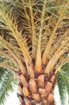 The Date-palm. Palm Plant Stock Photo