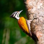 Common Flameback Stock Photo